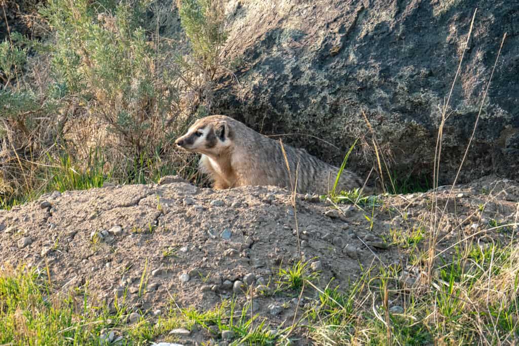 Badger at his/her den, then on the move exploring the sage scrub in Yellowstone. Photographed on May 18, 2023. Photo by Scott Brovsky, Big Sky Wildlife.