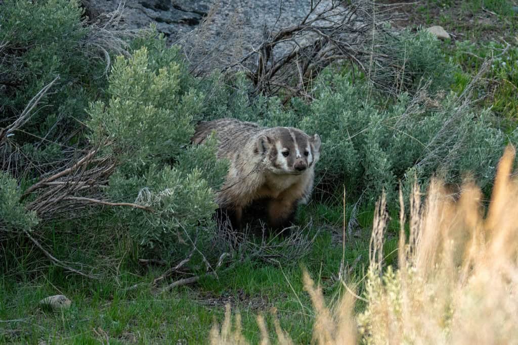 Badger near his/her den, then on the move exploring the sage scrub in Yellowstone. Photographed on May 18, 2023. Photo by Scott Brovsky.
