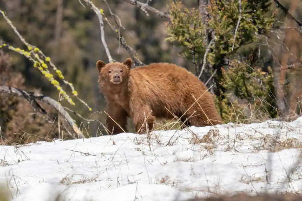 Cinnamon colored black bear foraging in the field across from Blacktail Plateau. April 31, 2023, Yellowstone National Park. Photo by Scott Brovsky, Big Sky Wildlife.