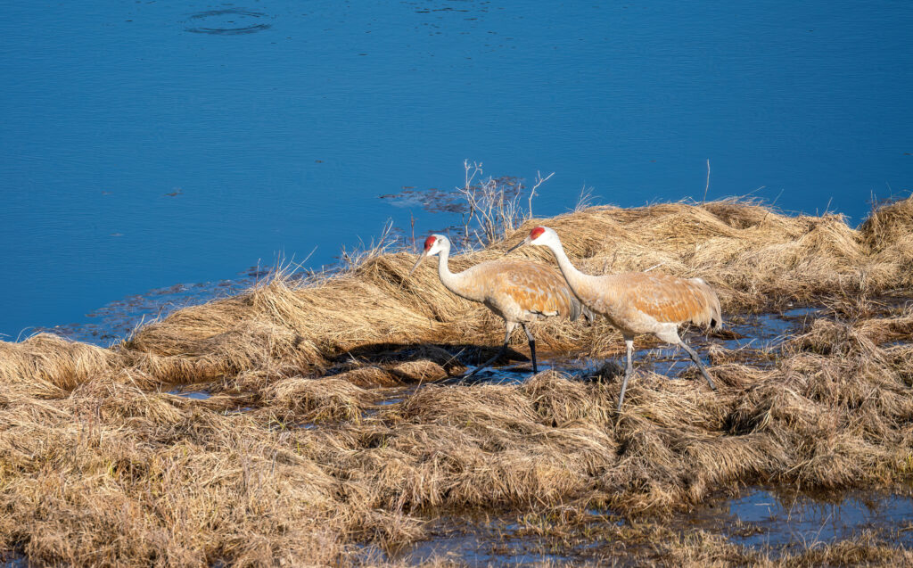 So wonderful to have the Sandhill Cranes back in Lamar Valley after spending the winter with the ravens and magpies. Photographed on April 30th 2023, Yellowstone National Park. Photo by Scott Brovsky.