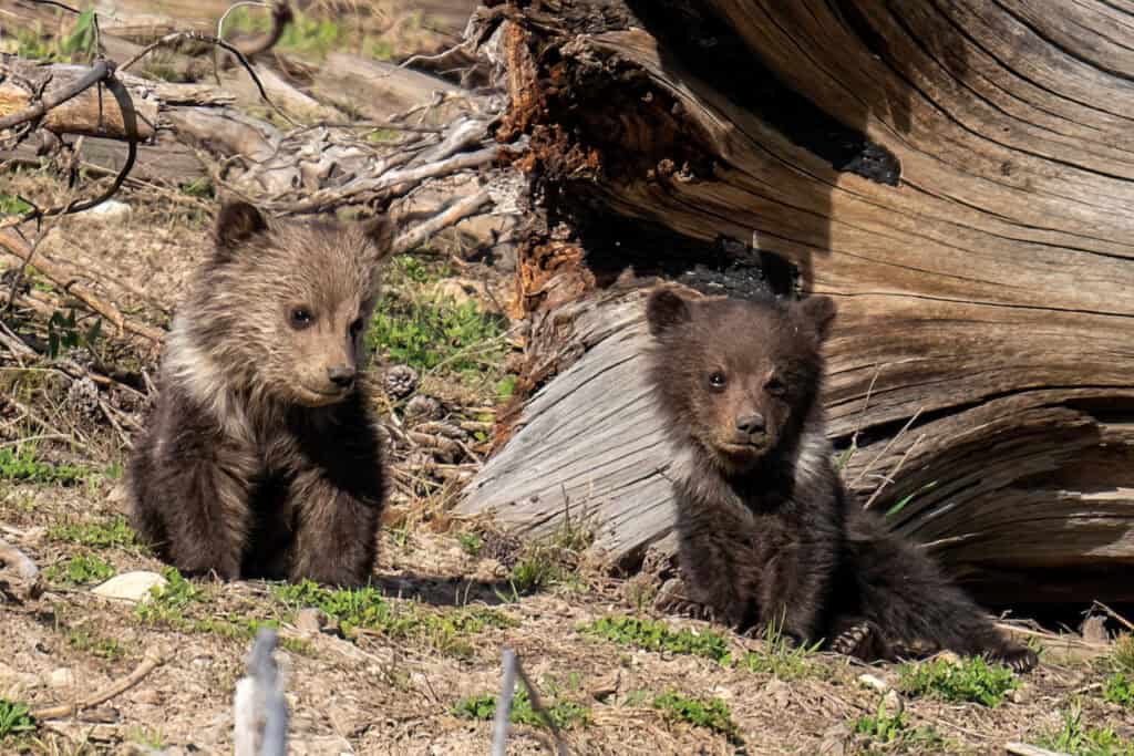Two of the three COYs (cubs of the Year) of the Obsidian Grizzly sow in Yellowstone National Park.
Photographed on 5/22/2023 with a Sony A7R IIIA with a Tamron 150-500mm f/5-6.7 lens. Photo by Scott Brovsky, Big Sky Wildlife.