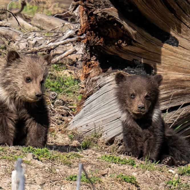 2 Grizzly COYs Yellowstone