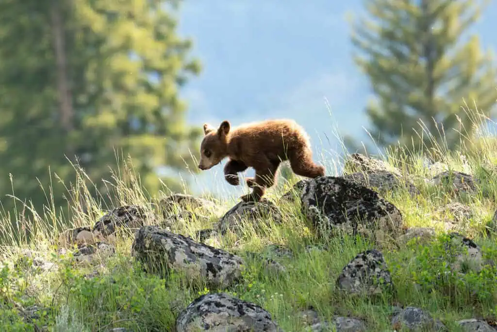 Running after mom.
Copyright 2023 Scott Brovsky and Big Sky Wildlife