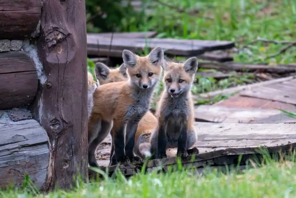 Copyright 2023 Scott Brovsky and Big Sky Wildlife