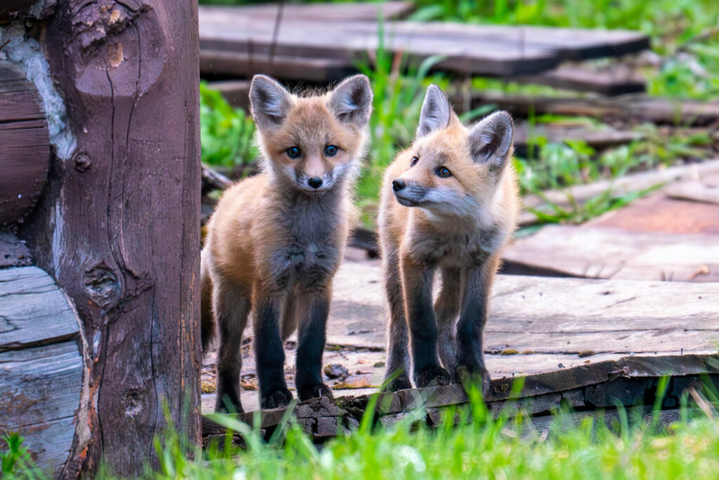 Copyright 2023 Scott Brovsky and Big Sky Wildlife