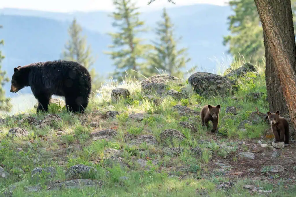 Black Bear mom with 2 Cinnamon COYs (Cubs of the Year).
Copyright 2023 Scott Brovsky and Big Sky Wildlife