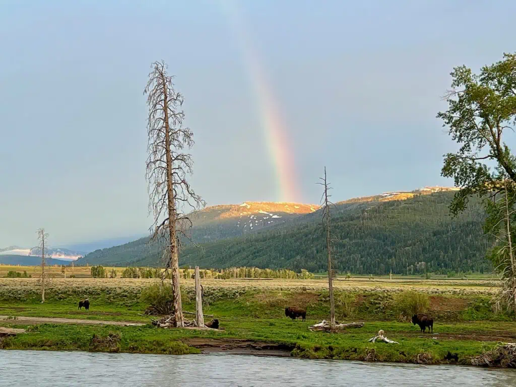 Bison grazing near the river at sunset with a rainbow.
Copyright 2023 Scott Brovsky and Big Sky Wildlife