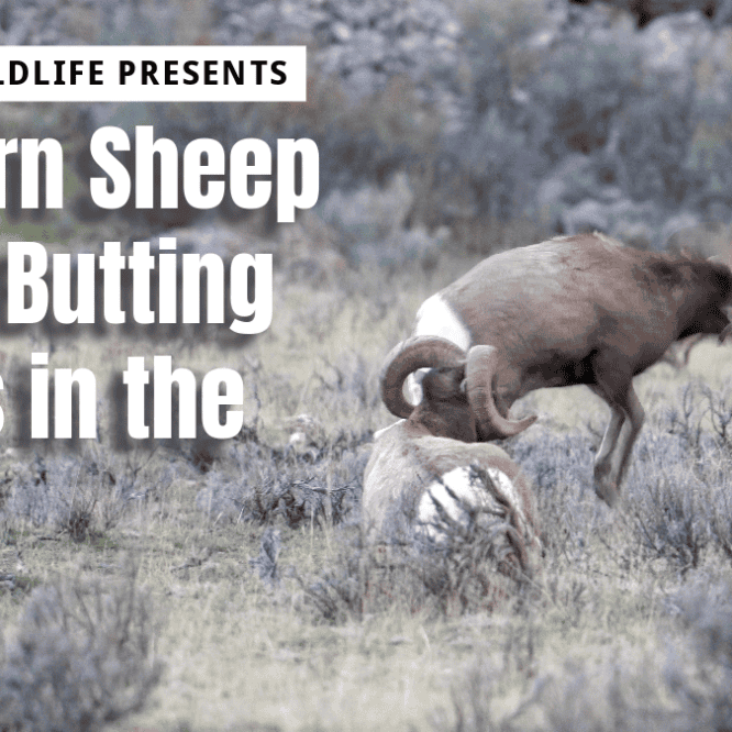 These Bighorn Sheep come down out of the Gallatin Mountain Range in Montana for the rut. Watch these Bighorn Sheep Rams vie for dominance in the herd. Filmed on November 11th 2023 with a Sony A7R IIIA camera with a Sony FE 200-600mm f/5.6-6.3 G OSS Lens. Video filmed by Scott Brovsky, Big Sky Wildlife.