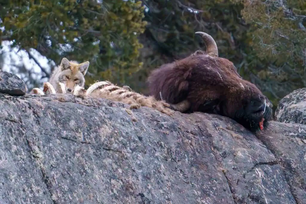 A Coyote feeds on a Bison that had died over a week ago with its head hanging over a cliff in Lamar Canyon. Photographed hand held close to sunset on Feb 9th 2024 with my Sony A7R IIIA camera and a Sony FE 200-600mm f/5.6-6.3 G OSS Lens. Photo by Scott Brovsky, Big Sky Wildlife.