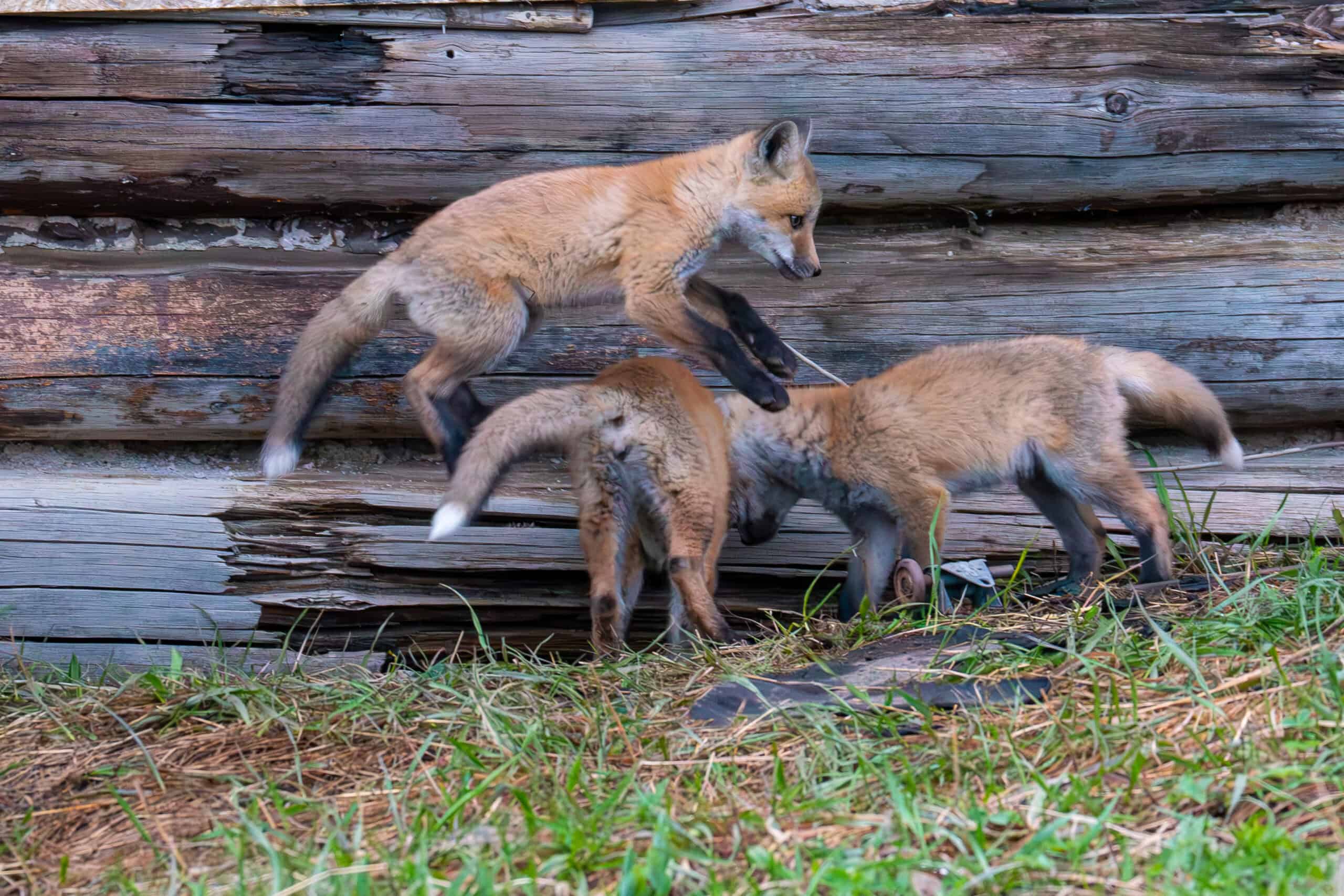 Getting some air. Red fox kits playing at an abandoned cabin where they are denning outside of the park. Photographed on June 3rd 2023 with my Sony A7R IIIA with a Tamron 150-500mm f/5-6.7 lens. Photo by Scott Brovsky, Big Sky Wildlife.