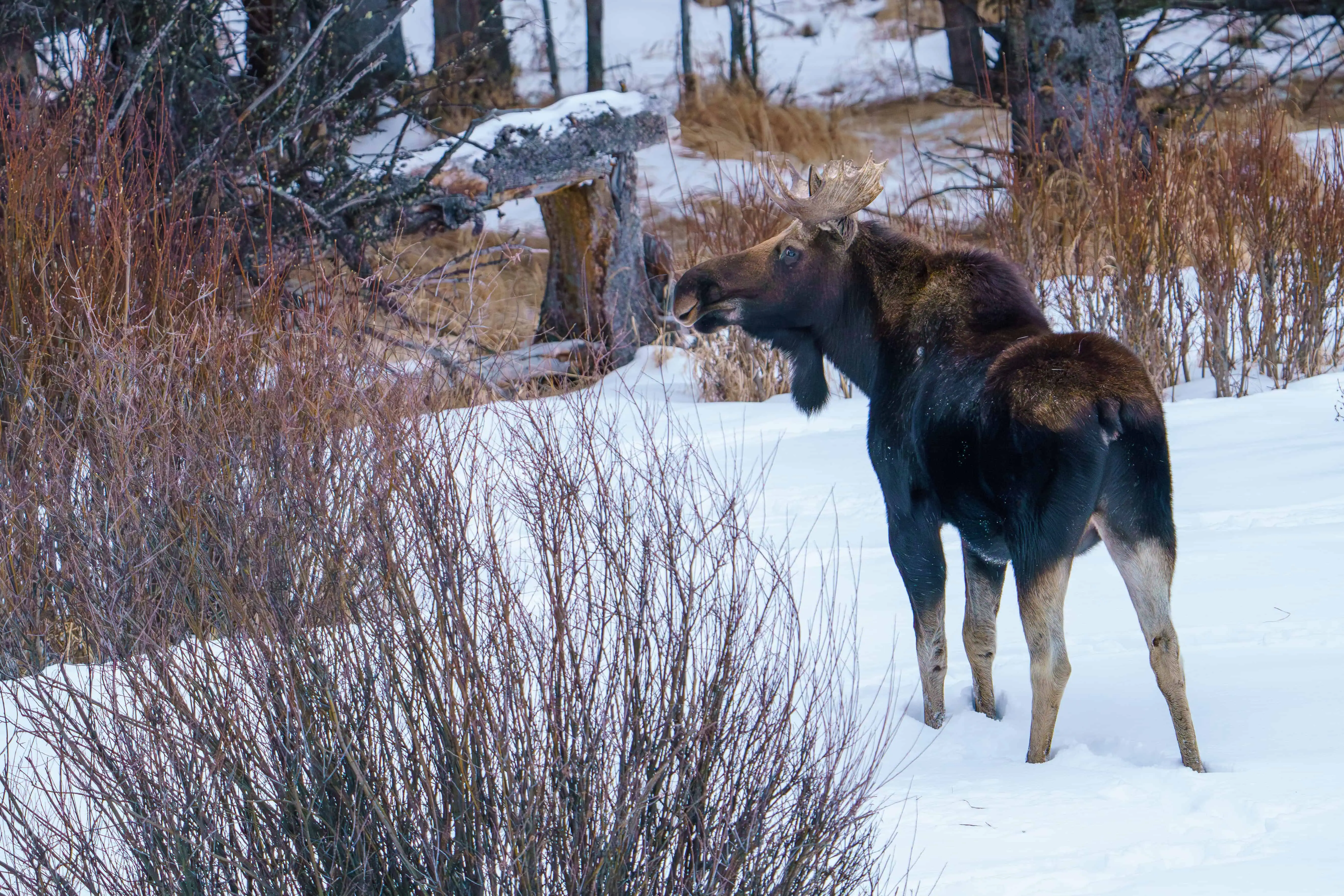 Happy #moosemonday from Yellowstone National Park. A bull moose at dusk in Yellowstone National Park. It was great to see moose again in the park. It had been a couple of months for me.
Photo by Scott Brovsky, Big Sky Wildlife.