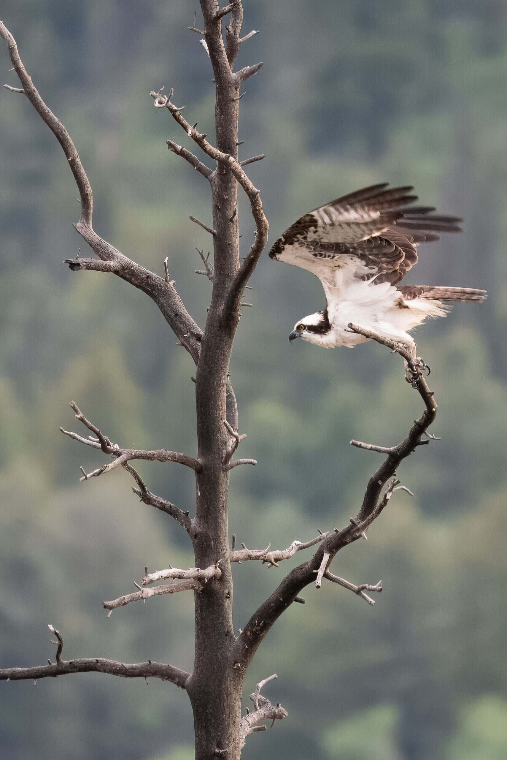 Osprey take off. I’m looking forward to having these beautiful birds return to Yellowstone and Gardiner Montana in 2024. Photo by Scott Brovsky, Big Sky Wildlife.