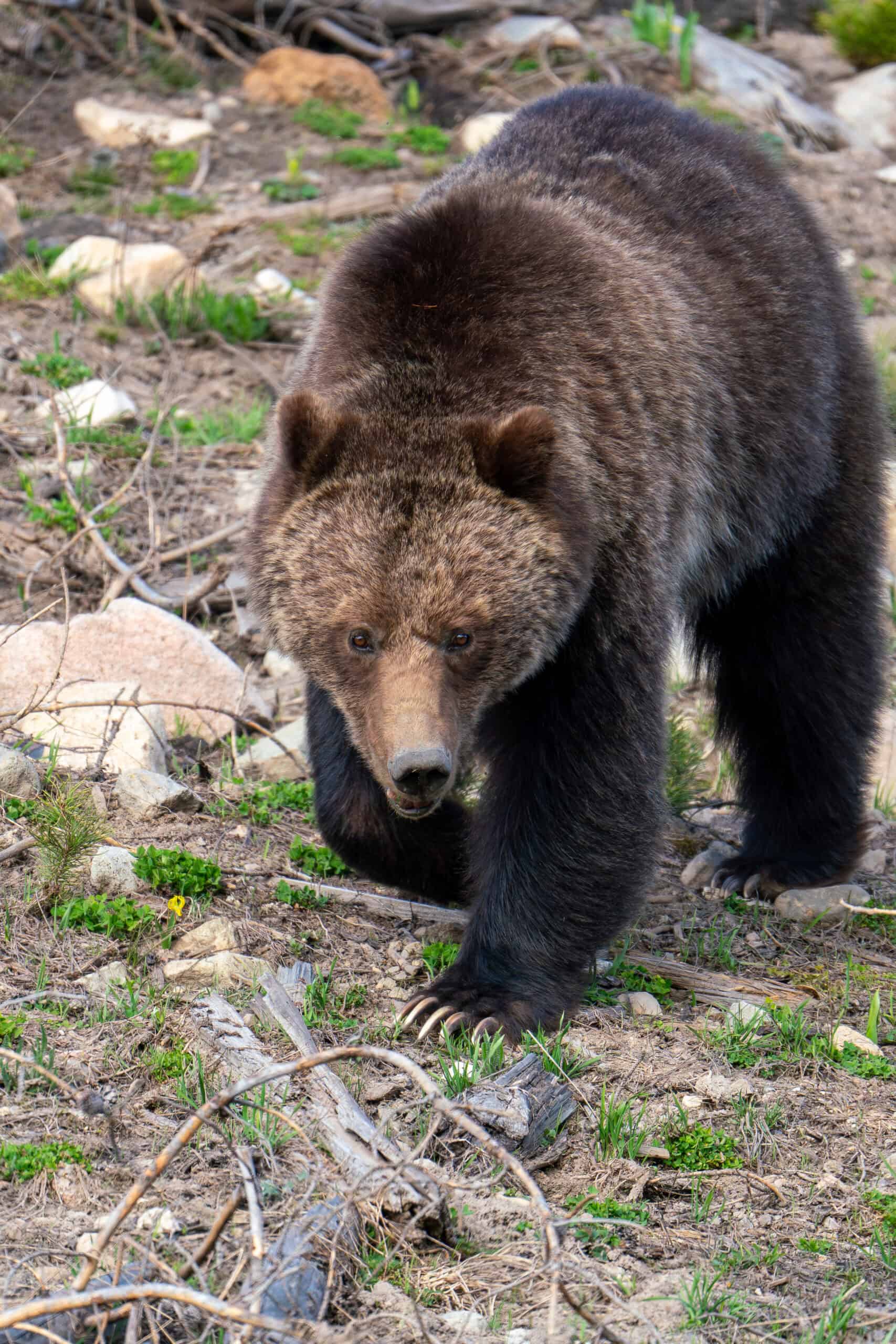Portrait of a Grizzly mother. This is the stunningly beautiful Obsidian sow of Yellowstone National Park. I have previously posted photos of her and her 3 Cubs of the Year. Photographed on May 22nd 2023 with my Sony A7R IIIA camera and a Tamron 150-500mm f/5-6.7 lens. Photo by Scott Brovsky, Big Sky Wildlife.