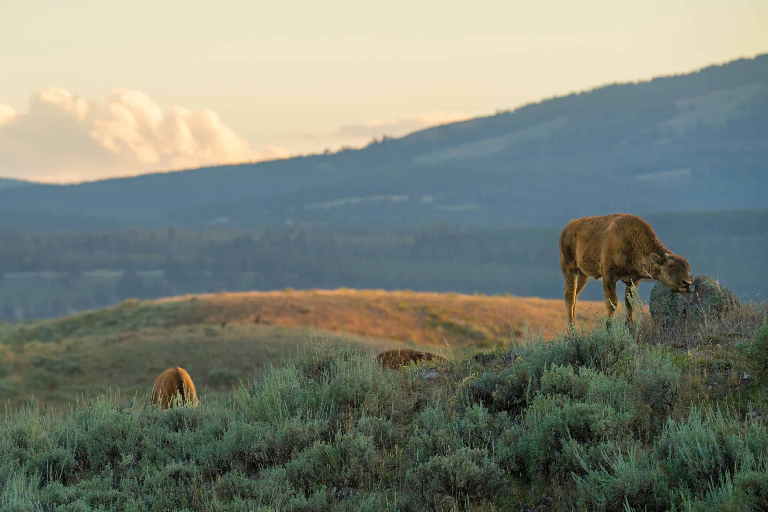 A Red Dog (young bison) stops to scratch an itch on a rock at sunset. July 30th 2023 in Yellowstone. Photographed on September 1st 2023 with my Sony A7R IIIA camera and a Tamron 150-500mm f/5-6.7 lens. Photo by Scott Brovsky, Big Sky Wildlife.
