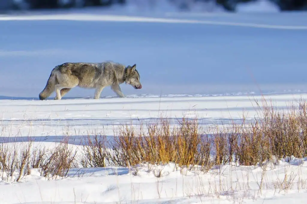 The Alpha Female of the Shrimp Lake Pack leads her pack through the snow at sunset in Yellowstone.
Photographed handheld on March 9th, 2024 with my Sony A7R IIIA camera and a Sony FE 200-600mm f/5.6-6.3 G OSS Lens.
