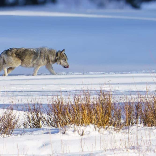The Alpha Female of the Shrimp Lake  Pack leads her pack through the snow at sunset in Yellowstone.  Photographed handheld on March 9th, 2024 with my Sony A7R IIIA camera and a Sony FE 200-600mm f/5.6-6.3 G OSS Lens.