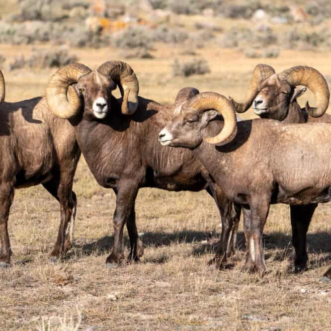 The boys are back in town. The boys are back in town. Bighorn Sheep rams down for the rut outside of Gardiner, Montana. Photo by Scott Brovsky, Big Sky Wildlife.
