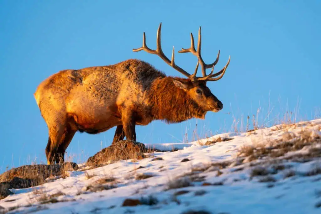 Bull Elk foraging at sunset. Yellowstone National Park. Photographed hand held on October 29th 2023 with my Sony A7R IIIA camera and a Sony FE 200-600mm f/5.6-6.3 G OSS Lens. Photo by Scott Brovsky, Big Sky Wildlife.