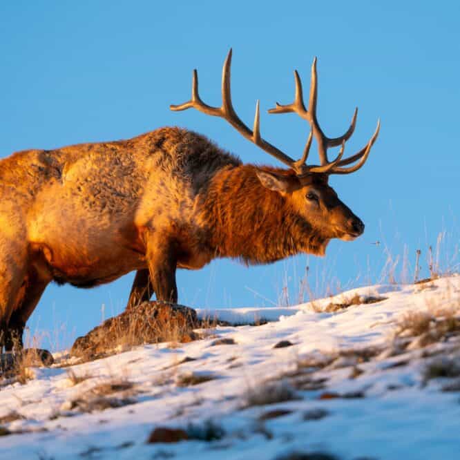 Bull Elk foraging at sunset. Yellowstone National Park. Photographed hand held on October 29th 2023 with my Sony A7R IIIA camera and a Sony FE 200-600mm f/5.6-6.3 G OSS Lens. Photo by Scott Brovsky, Big Sky Wildlife.