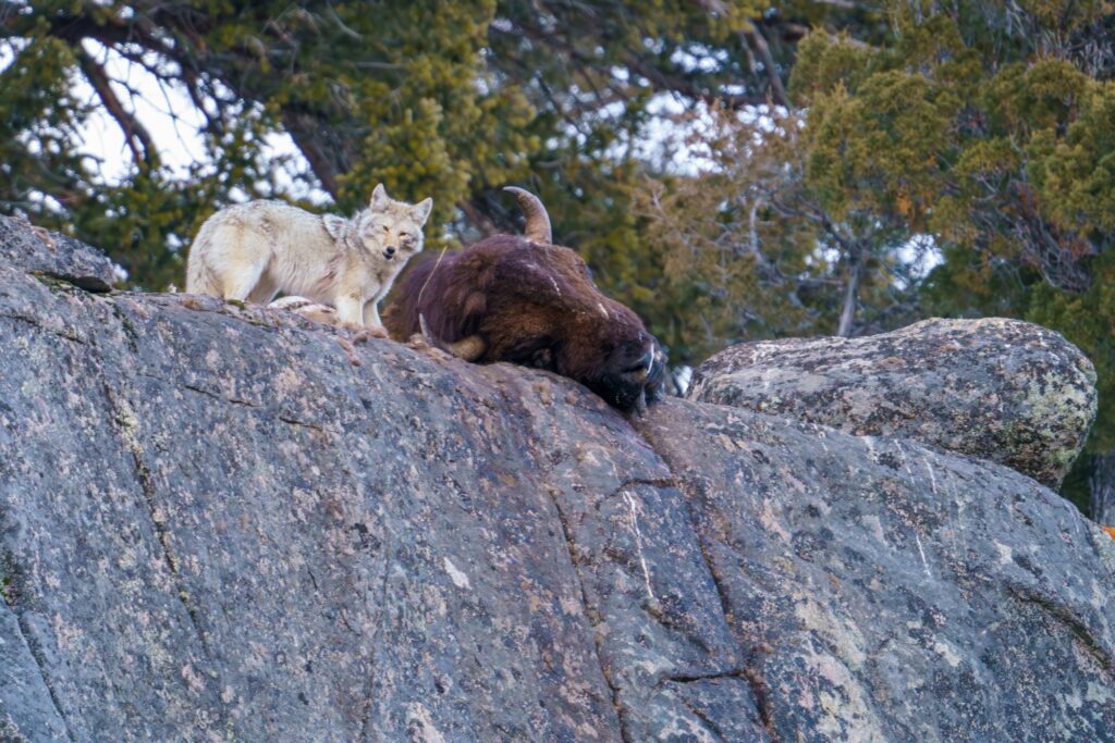 A Coyote feeds on a Bison that had died over a week ago with its head hanging over a cliff in Lamar Canyon.
Photographed hand held close to sunset on Feb 9th 2024 with my Sony A7R IIIA camera and a Sony FE 200-600mm f/5.6-6.3 G OSS Lens.
Photo by Scott Brovsky, Big Sky Wildlife.
