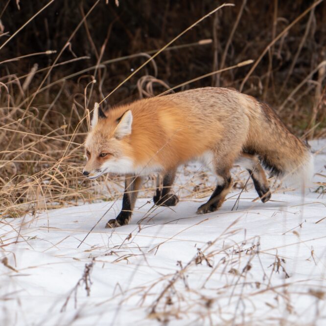 Red Fox on the hunt. Yellowstone. I’ve been enjoying watching this beauty hunt this Thanksgiving week. Video of her pouncing and catching prey in the snow coming soon. Photo by Scott Brovsky, Big Sky Wildlife.