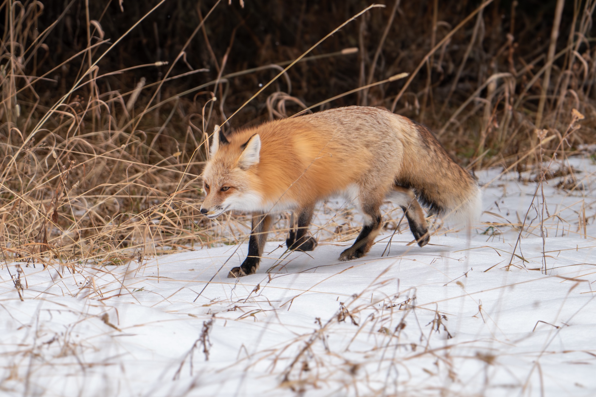 Red Fox on the hunt near Barronette Peak in Yellowstone - Big Sky Wildlife