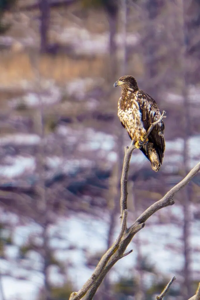 An immature Bald Eagle surveys Lamar Valley from the mountainside of Druid Peak.
Photographed January 29th, 2024 with my Sony A7R IIIA camera and a Sony FE 200-600mm f/5.6-6.3 G OSS Lens.
Photo by Scott Brovsky, Big Sky Wildlife.