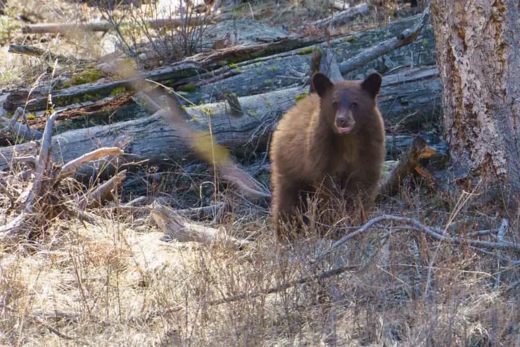 My First Yellowstone Black Bear of 2024 and Her 1 Year Old Cub This Black Bear and her one year old cub came out to enjoy the unseasonably warm weather and beautiful Spring sunshine in Yellowstone on Saturday. The first two photos are of the cub. I included the third photograph so that you can see the scale of the cub and his/her mom. Photo by Scott Brovsky, Big Sky Wildlife.