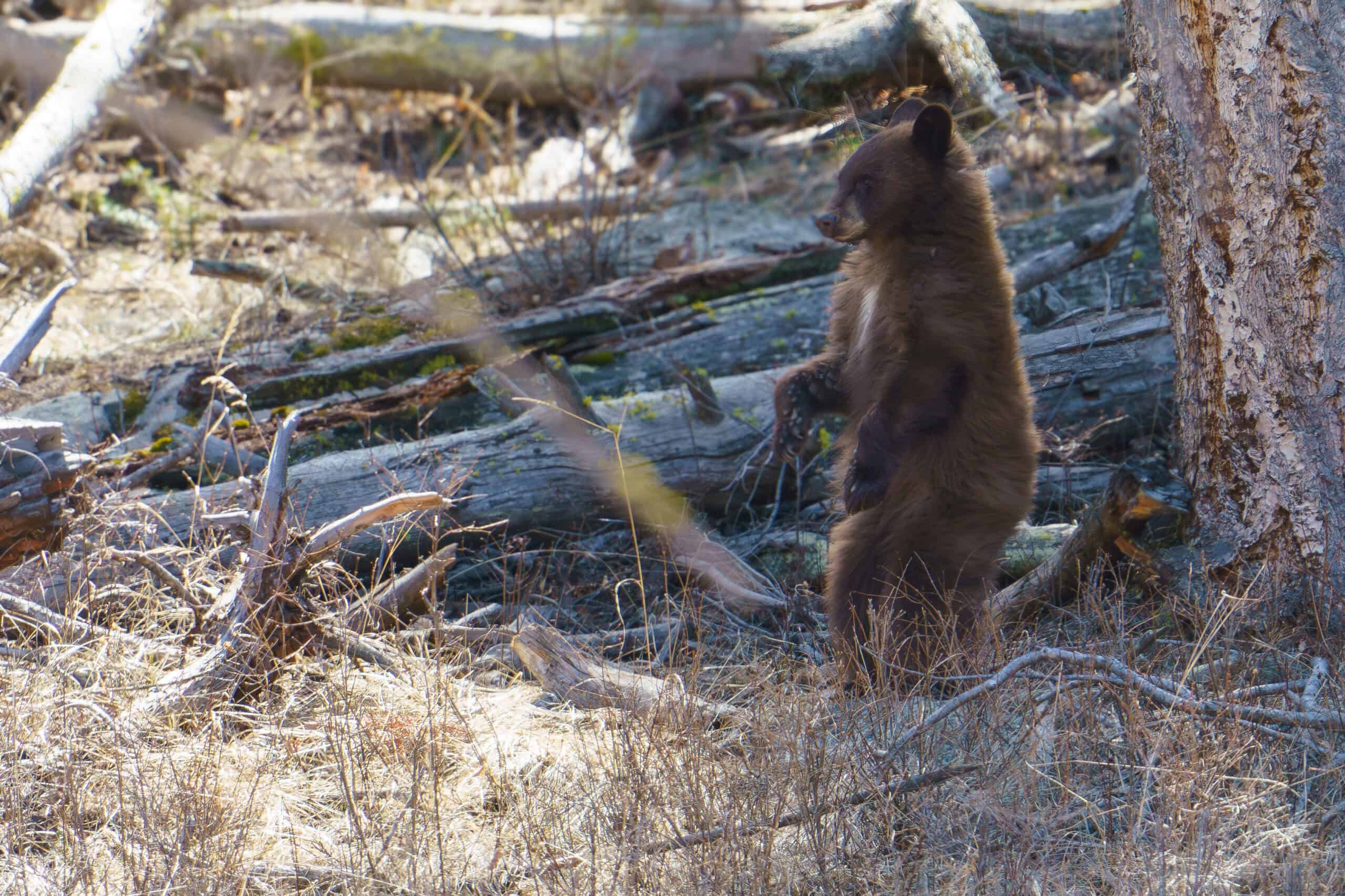 My First Yellowstone Black Bear of 2024 and Her 1 Year Old Cub This Black Bear and her one year old cub came out to enjoy the unseasonably warm weather and beautiful Spring sunshine in Yellowstone on Saturday. The first two photos are of the cub. I included the third photograph so that you can see the scale of the cub and his/her mom. Photo by Scott Brovsky, Big Sky Wildlife.