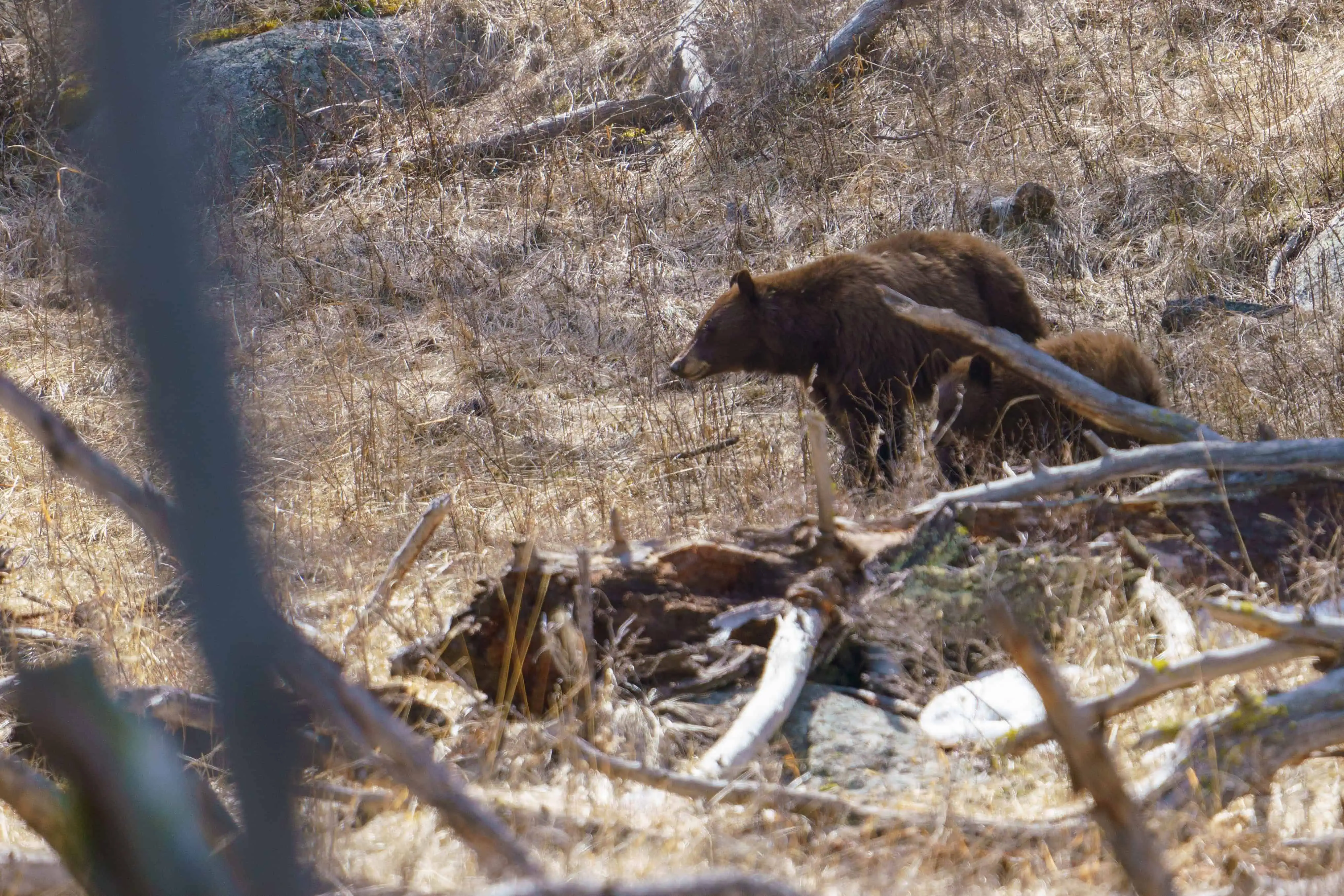 My First Yellowstone Black Bear of 2024 and Her 1 Year Old Cub This Black Bear and her one year old cub came out to enjoy the unseasonably warm weather and beautiful Spring sunshine in Yellowstone on Saturday. The first two photos are of the cub. I included the third photograph so that you can see the scale of the cub and his/her mom. Photo by Scott Brovsky, Big Sky Wildlife.