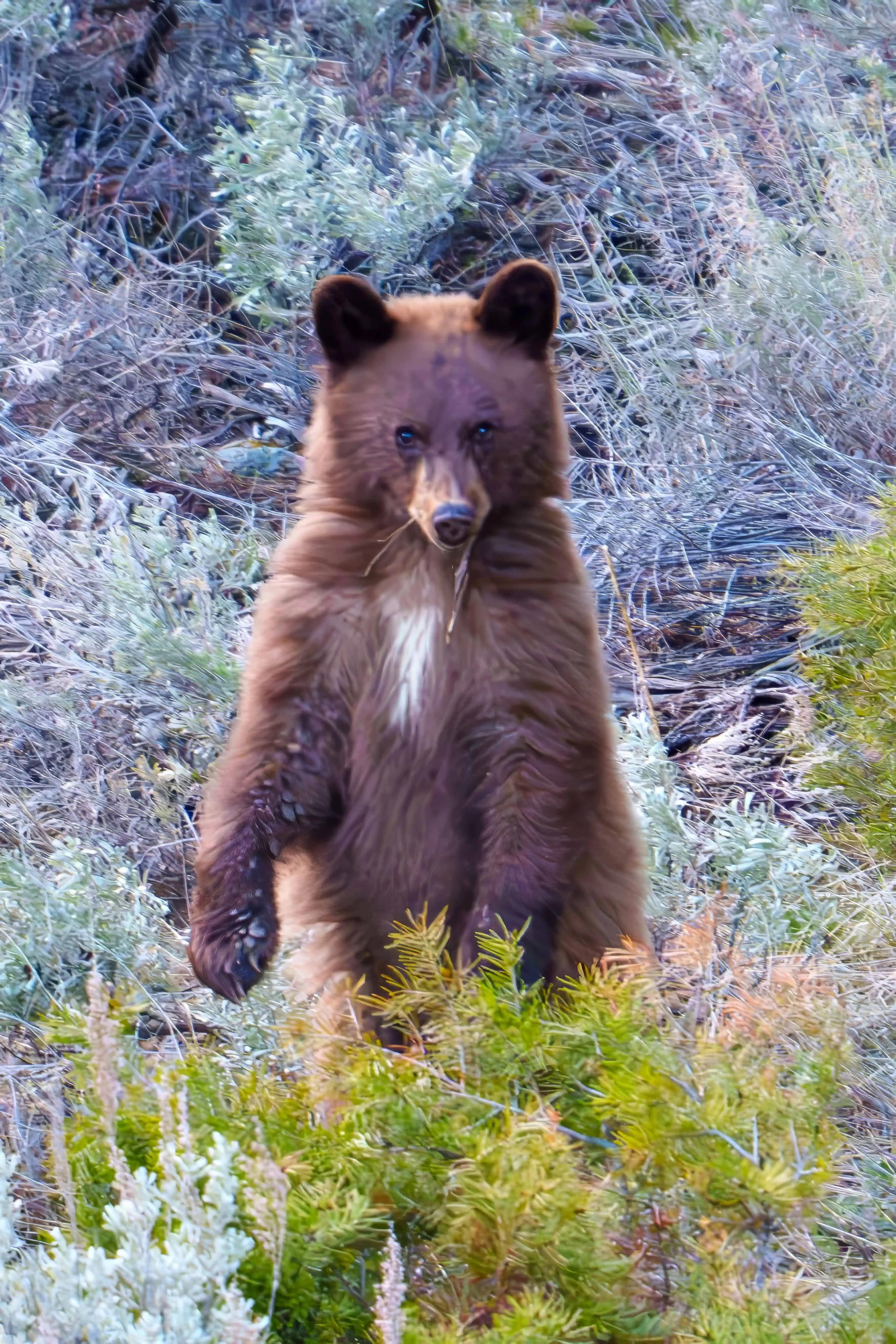 The one year old Black Bear cub and his mom were out foraging again this week at dusk in Yellowstone. Here he stands up from his grazing on grass and roots for a look around. Photographed handheld on April 25th 2024. Photo by Scott Brovsky, Big Sky Wildlife.