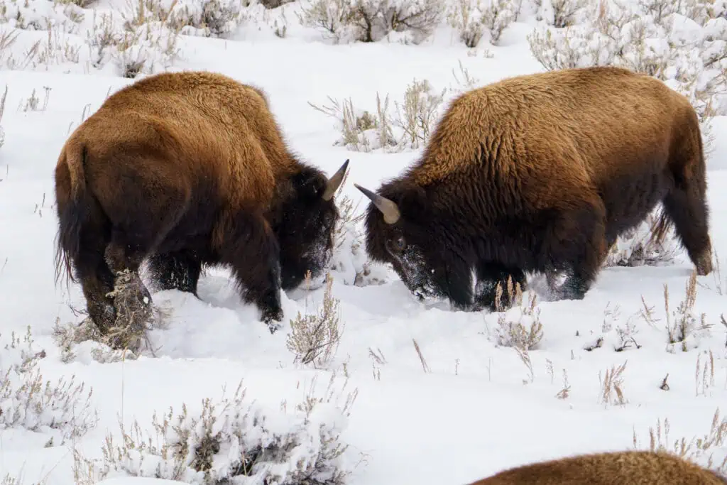 Two Bison butt heads in the March snow in Lamar Canyon.
Photographed handheld on March 2nd, 2024 in Yellowstone.
Photo by Scott Brovsky, Big Sky Wildlife.