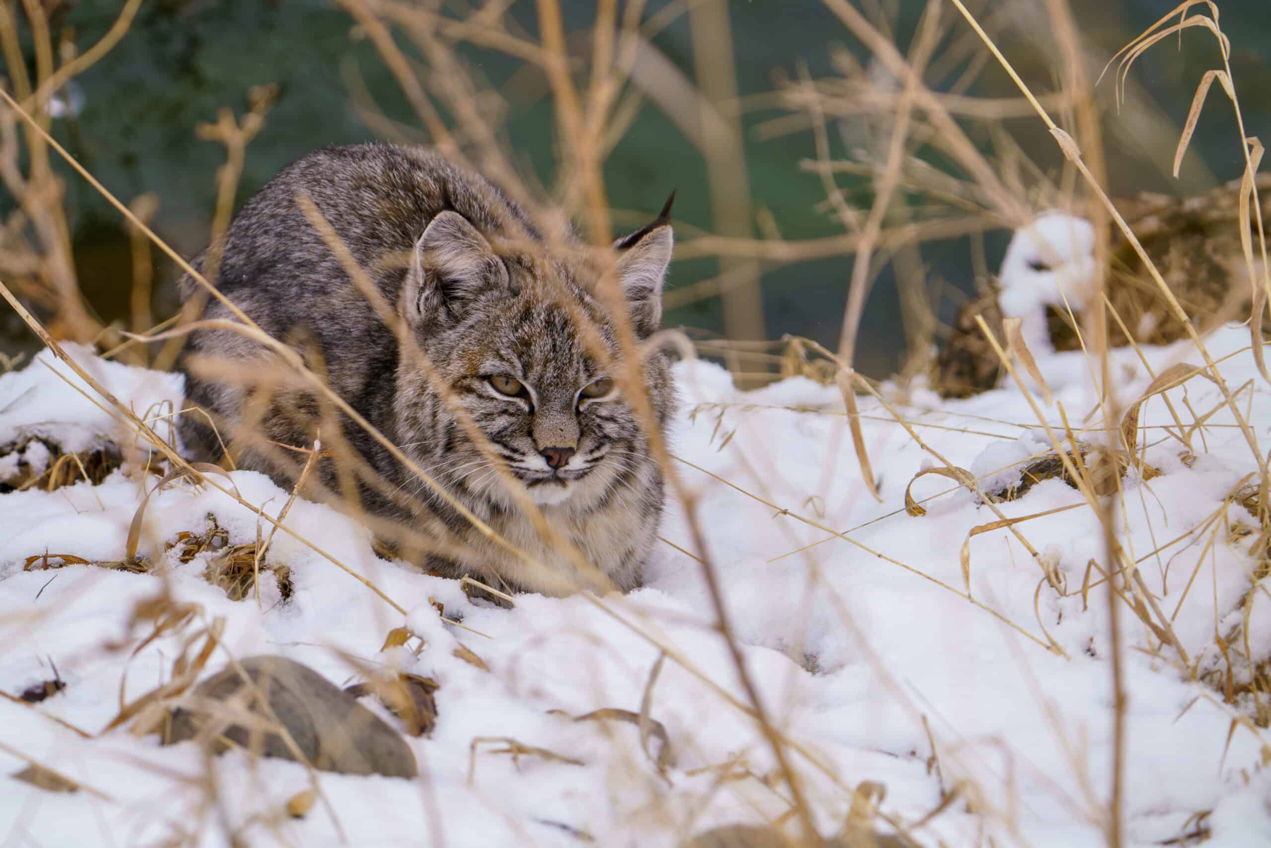 I was lucky enough to see, photograph, and film my first Yellowstone bobcat. What a beautiful little cat. Photographed handheld on March 24th, 2024 with my Sony A7R IIIA camera and a Sony FE 200-600mm f/5.6-6.3 G OSS Lens. Photo by Scott Brovsky, Big Sky Wildlife.