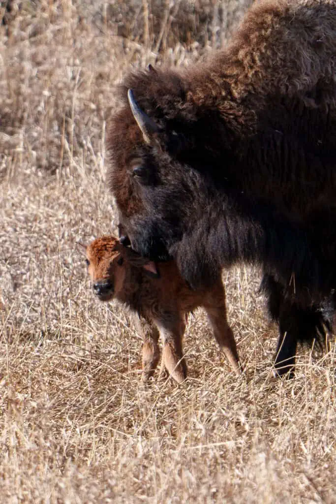 I watched this Red Dog being born. Here you can see his mom’s tongue licking him if you zoom in.
Photographed April 20th in Yellowstone by Scott Brovsky, Big Sky Wildlife.