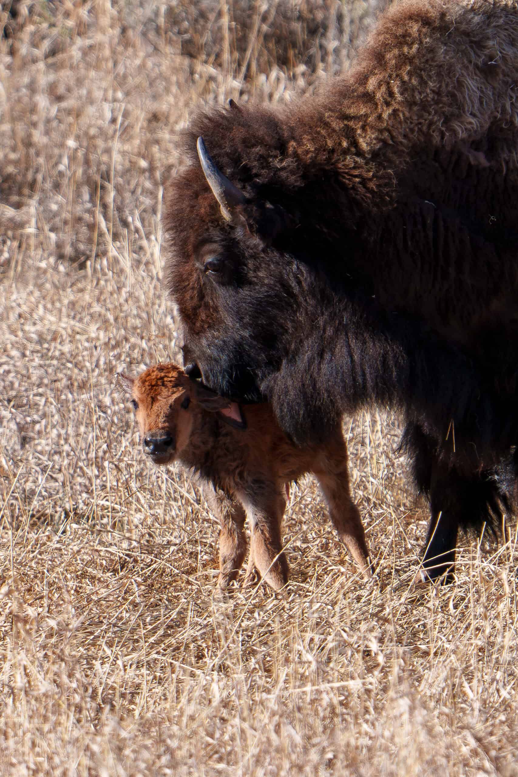 I watched this Red Dog being born. Here you can see his mom’s tongue licking him if you zoom in. Photographed April 20th in Yellowstone by Scott Brovsky, Big Sky Wildlife.