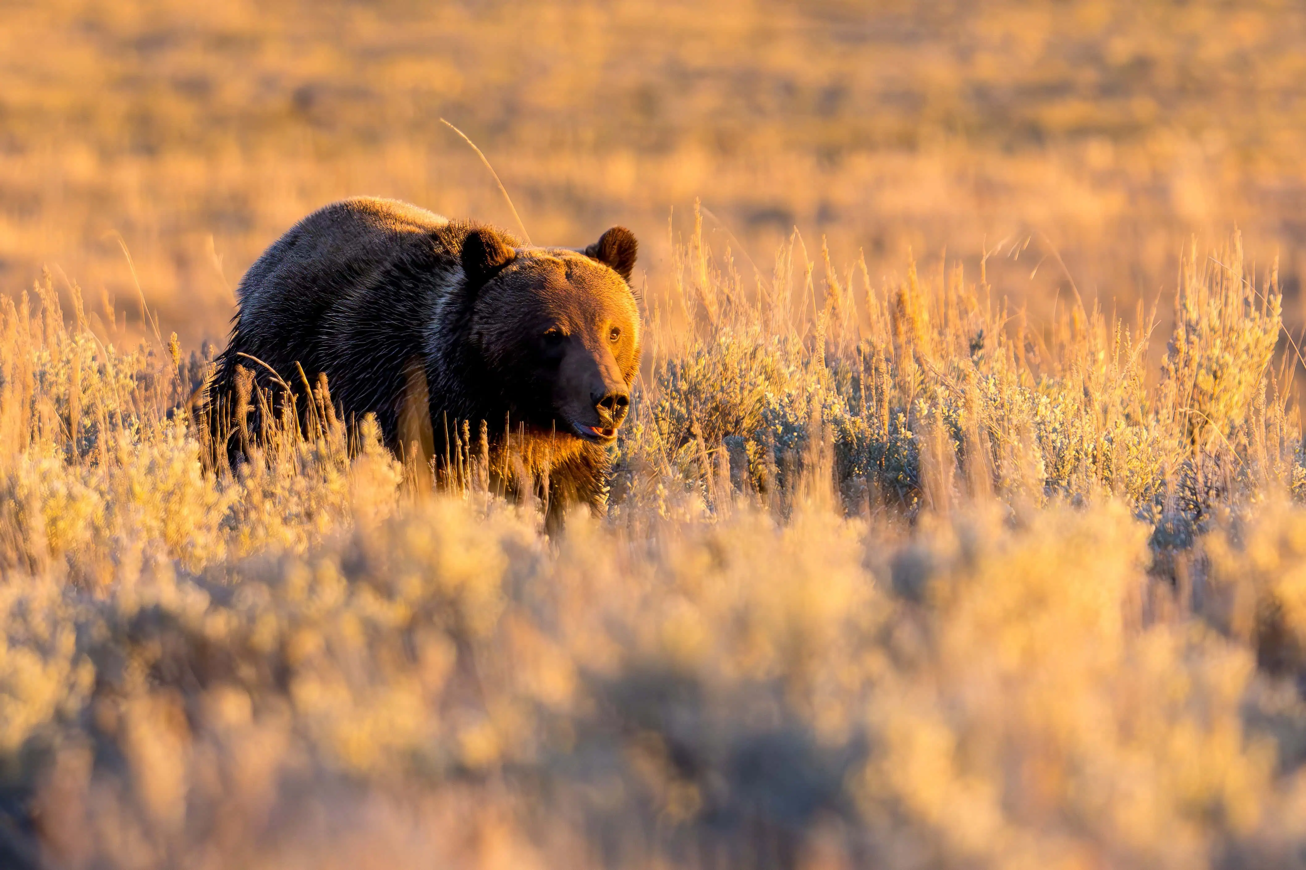 Male Grizzly at Sunset in Lamar Valley, Yellowstone I followed this grizzly boar for over an hour as he made his way along the Lamar River before he decided to cross at sunset. This photo was taken after his river crossing as he was making his way through the sage scrub in Lamar Valley. Photographed handheld on Thursday April 18th 2024. Photo by Scott Brovsky, Big Sky Wildlife.