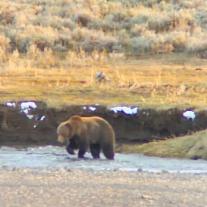 I followed this male grizzly for over an hour as he made his way along the Lamar River before he decided to cross at sunset. Sorry for the video quality, it was a long look through my iPhone on my Vortex scope. Filmed Thursday April 18th 2024. Video filmed by Scott Brovsky, Big Sky Wildlife.
