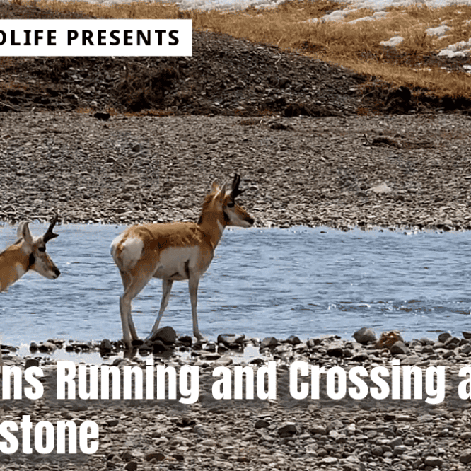 This video is of two Pronghorns running downhill and crossing Soda Butte Creek in Yellowstone on a beautiful Spring day. Soda Butte Creek is in the Lamar Valley area of Yellowstone. Filmed April 2024.