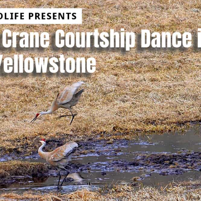 Check out these two Sandhill Cranes performing a courtship dance in Yellowstone National Park. It is early April and this male and female have just arrived for the season. They're already celebrating their return with a courtship dance. Sandhill Cranes are known for their elaborate dancing rituals, which are an essential part of their mating process. While these dances are most common during breeding season, they can happen all year round. Watch as these two graceful cranes engage in a combination of wing-flapping, bowing, jumping, and picking up pieces of grass and dirt to toss into the air. Filmed with my Sony A7R IIIA camera with a Sony FE 200-600mm f/5.6-6.3 G OSS Lens.