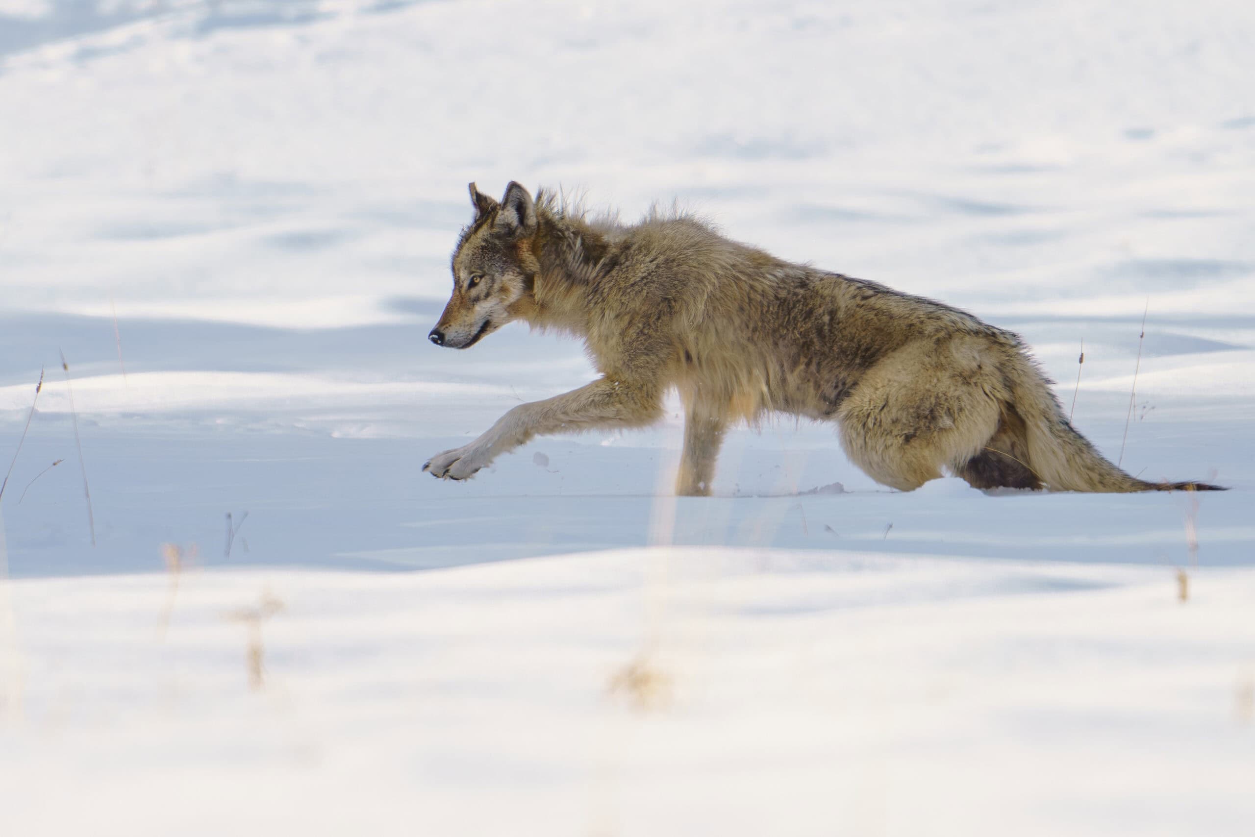 A female wolf pup from the Shrimp Lake pack makes her way through the snow near Round Prairie in Yellowstone. Photographed handheld March 16th 2024. Photo by Scott Brovsky, Big Sky Wildlife.