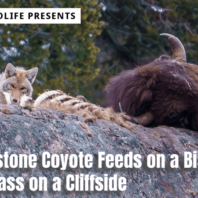 The Coyote with an injured right rear leg (not Tripod/Limpy) feeds on the exposed ribs of a Bison Bull that had died with its head hanging over a cliff in Lamar Canyon. Filmed at dusk. Video filmed by Scott Brovsky, Big Sky Wildlife.