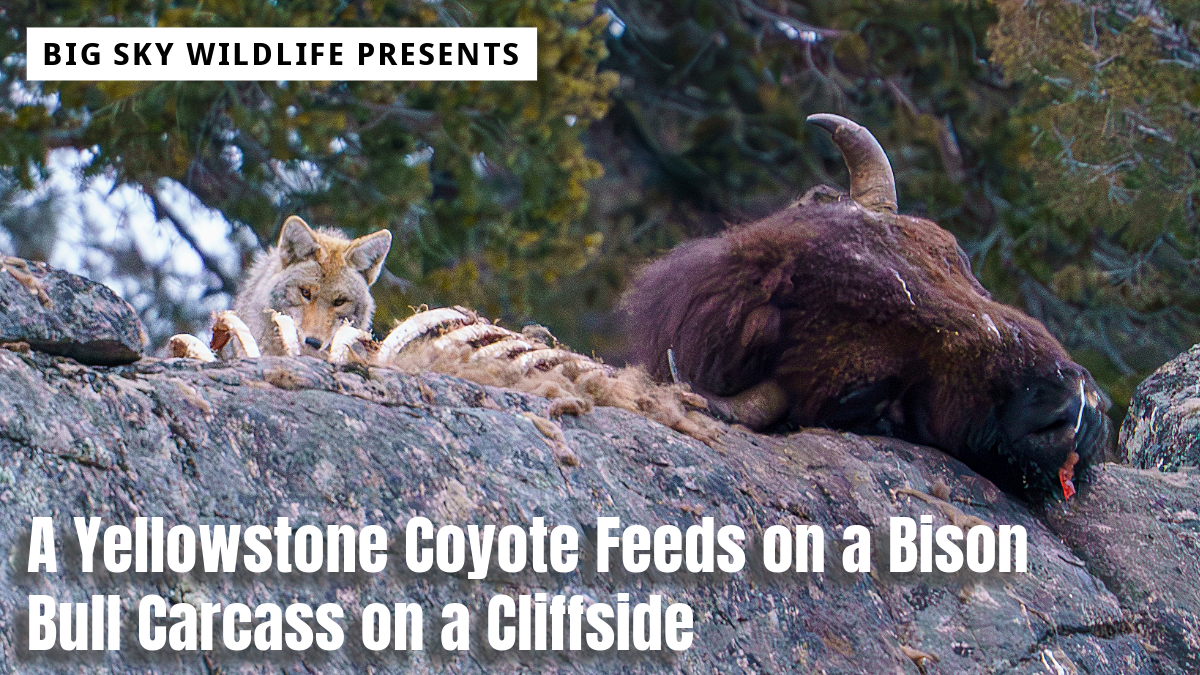 A Yellowstone Coyote Feeds on the Ribs of a Bison Bull - Big Sky Wildlife