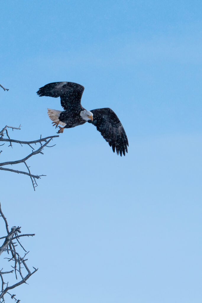A Bald Eagle takes off into the afternoon snow in Lamar Valley, Yellowstone National Park. Photographed handheld on Jan 7th 2024 by Scott Brovsky, Big Sky Wildlife.