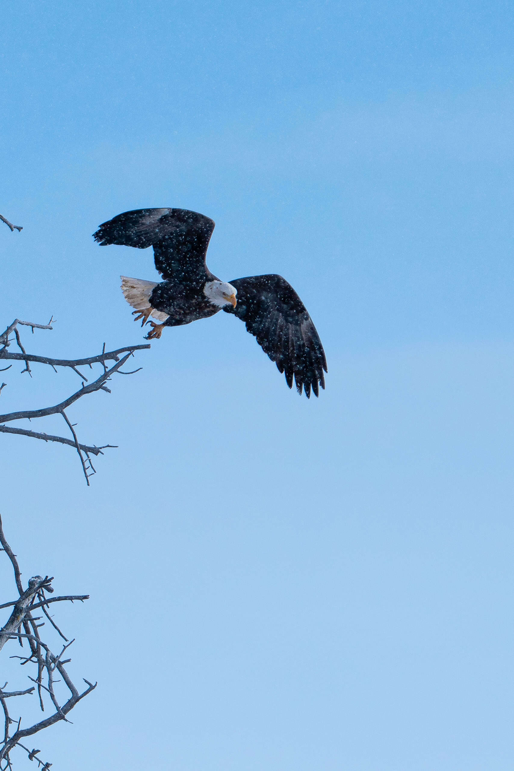 A Bald Eagle takes off into the afternoon snow in Lamar Valley, Yellowstone National Park. Photographed handheld on Jan 7th 2024 by Scott Brovsky, Big Sky Wildlife.