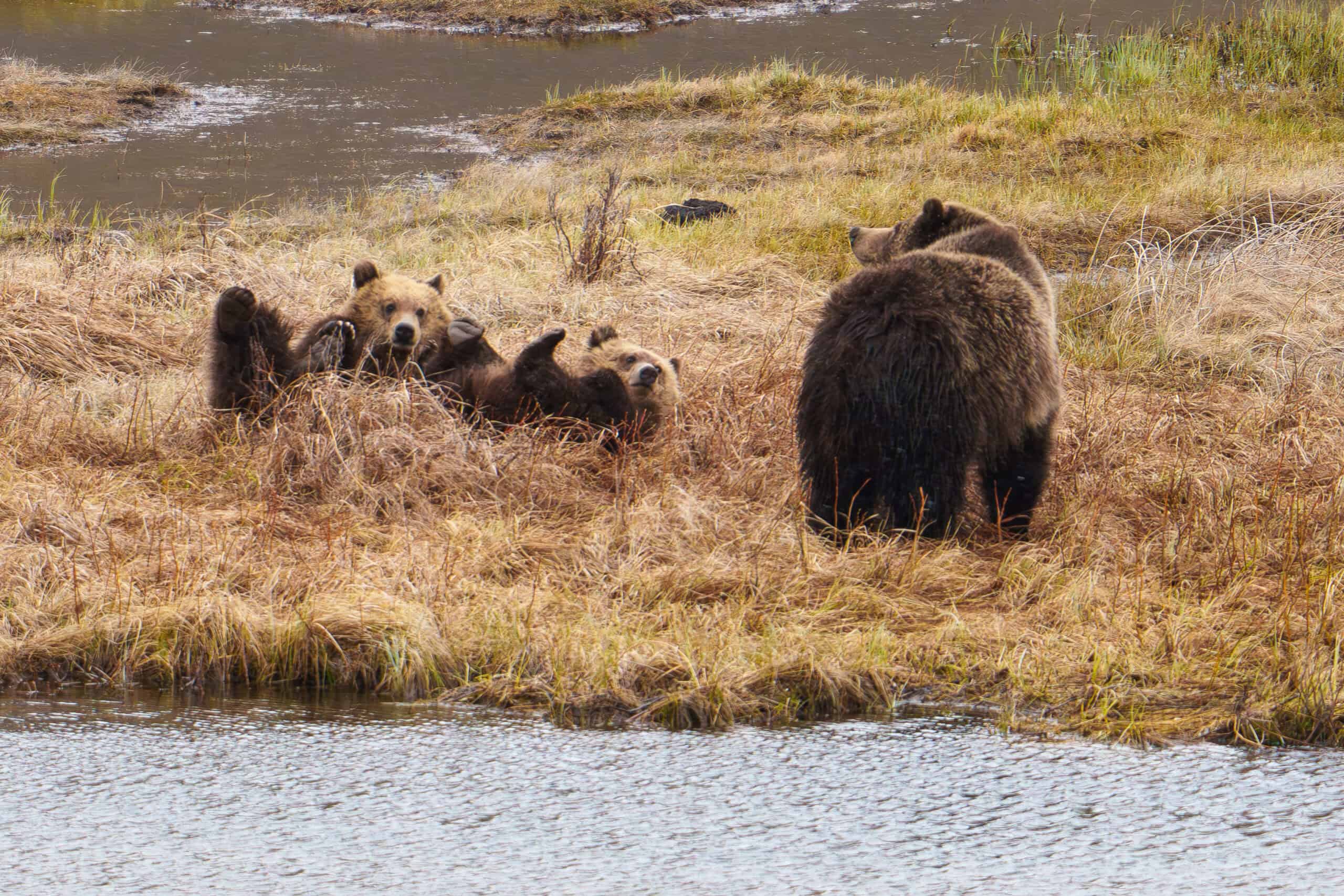This Grizzly mom stays alert while her 2 one year old cubs lounge on their backs in Yellowstone. Photographed on May 6th 2024 by Scott Brovsky, Big Sky Wildlife.