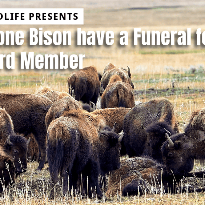 Yellowstone Bison Have a Funeral for a Fallen Herd Member I believe that the intelligence of the bison is greatly underestimated by many. In this video you see a bison funeral in Lamar Valley for one of their herd members that was probably hit and killed by a vehicle. The members of the herd come over to her and try to get her to stand up and join the herd again. Filmed April 15th, 2024, by Scott Brovsky, Big Sky Wildlife.