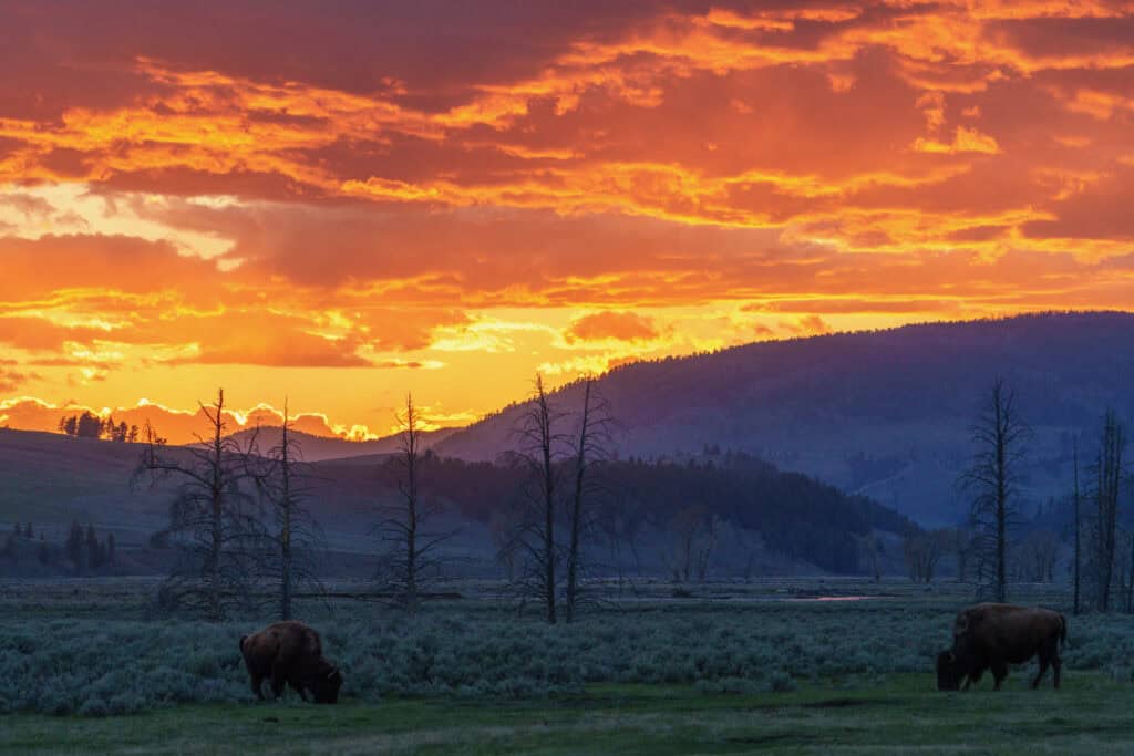 Bison graze during a dramatic sunset in Lamar Valley, Yellowstone. May 16th 2024. Photo by Scott Brovsky, Big Sky Wildlife.