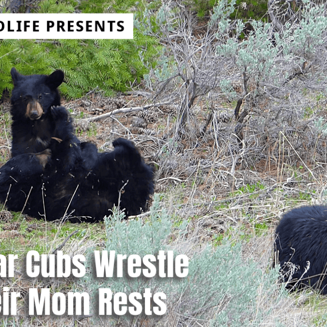 Black Bear Cubs Play with a Pinecone & Wrestle while their Mom rests. These two 1 year old Black Bear cubs play with a pinecone and wrestle while their Mom tries to rest. Filmed next to the Yellowstone River on May 3rd 2024 by Scott Brovsky, Big Sky Wildlife.