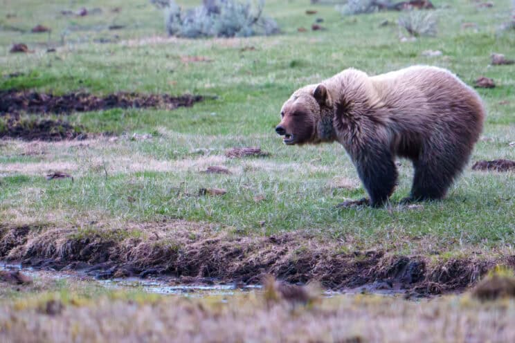 This beautiful blonde grizzly was eating grass and turning over rocks in Little America at last light. Notice his fur patterns from the howling wind that night. Photographed handheld April 29th, 2024. Photo by Scott Brovsky, Big Sky Wildlife.
