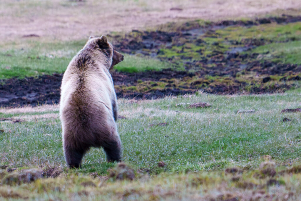 This beautiful blonde grizzly was eating grass and turning over rocks in Little America at last light. Notice his fur patterns from the howling wind that night. Photographed handheld April 29th, 2024. Photo by Scott Brovsky, Big Sky Wildlife.